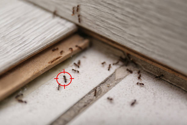 Best Commercial Pest Control Services  in Goleta, CA