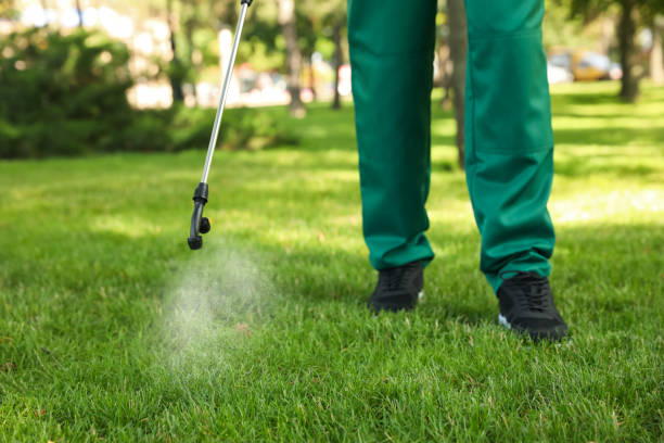 Best Termite Control Services  in Goleta, CA