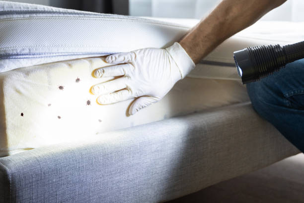 Best Best Pest Control Companies  in Goleta, CA