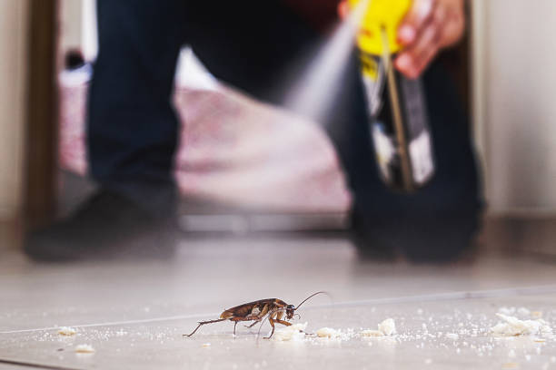 Best Rodent Control Near Me  in Goleta, CA